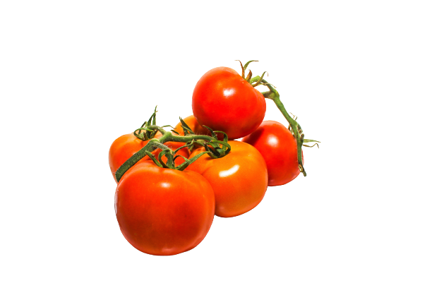 עגבנייה איכרם אשכולות