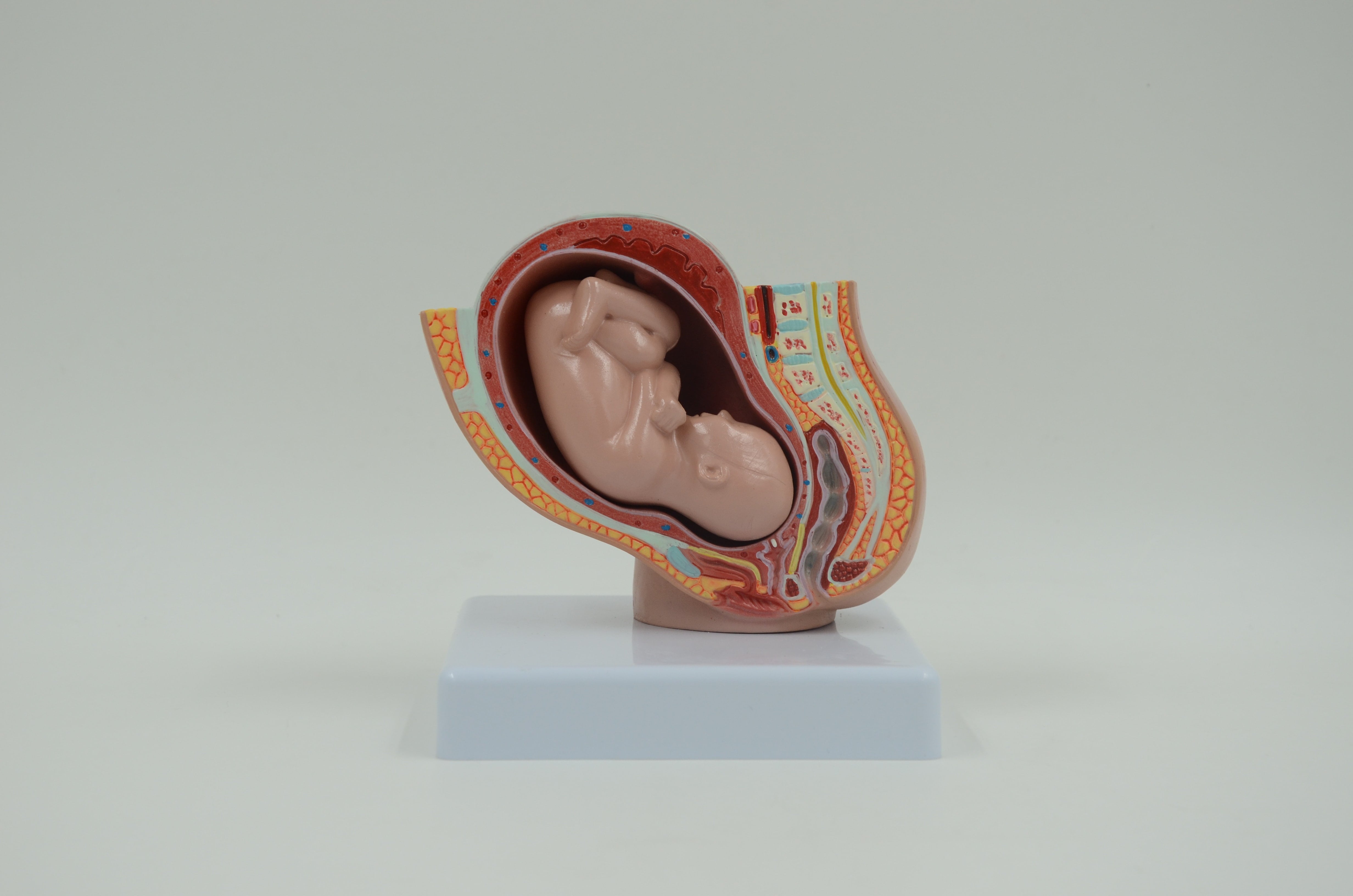 בהזמנה מראש: דגם אנטומי בגודל מלא - חתך אגן בהריון