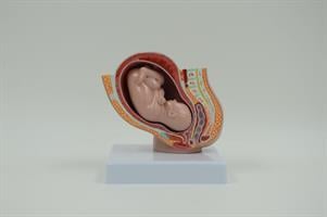 בהזמנה מראש: דגם אנטומי בגודל מלא - חתך אגן בהריון
