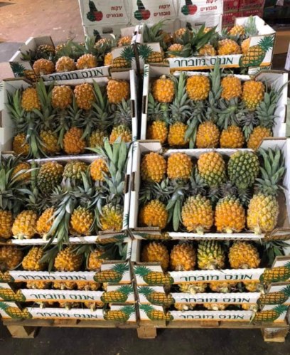 קרטון 9 אננסים ישראלים (בינוניים)