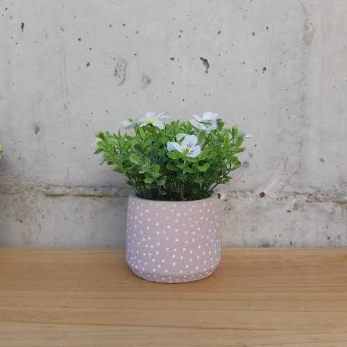 עציץ מנוקד ורוד