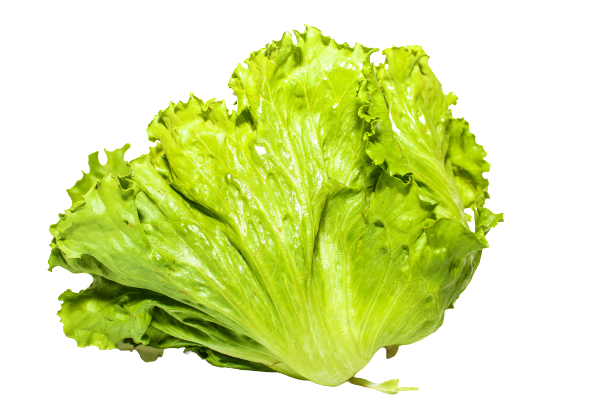 חסה אייסברג (עגולה)