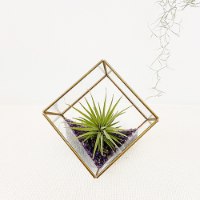 טרריום מרובע וצמח אויר