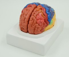 בהזמנה מראש: דגם אנטומי 612 - מוח אנושי צבעוני בגודל טבעי, 2 חלקים