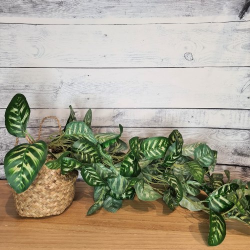 צמח נשפך עלה ירוק לבן בפנים בכלי ראטן