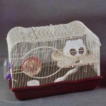 כלוב מאובזר ענק לאוגרים