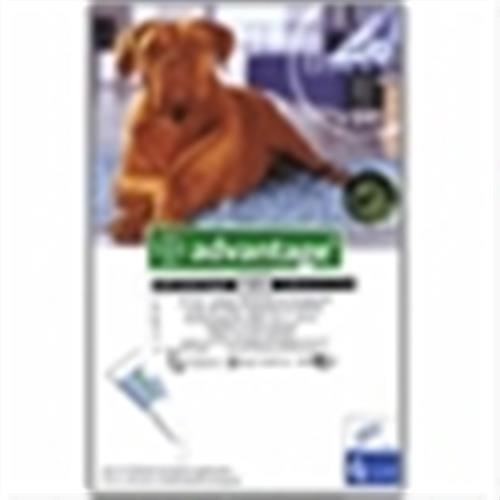 אמפולות אדונטג' מעל 25 ק"ג