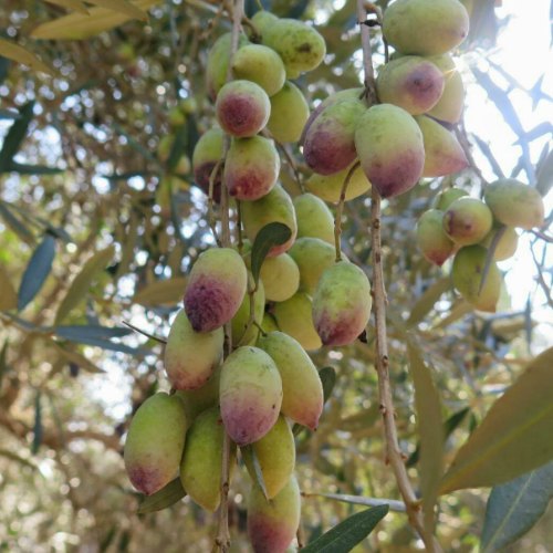 מסיק הזיתים שלנו