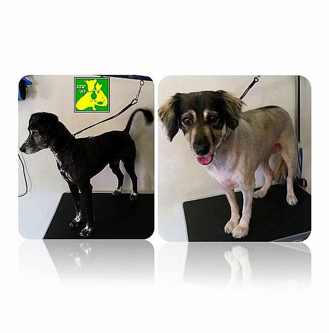 לורם איפסום6